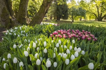 Tulipani v gozdu Arboretum Volčji Potok Foto Mateja Račevski-2